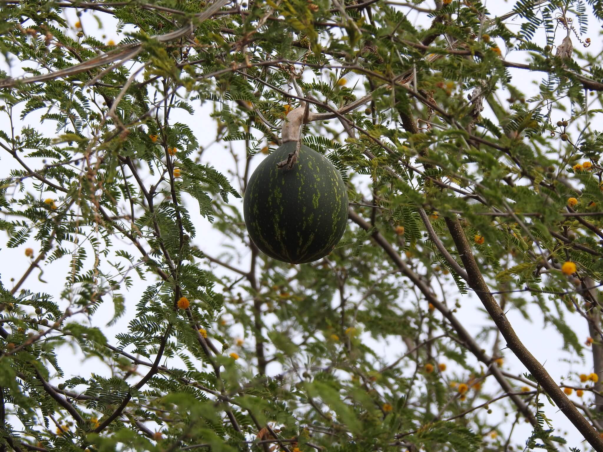 Cucurbita argyrosperma